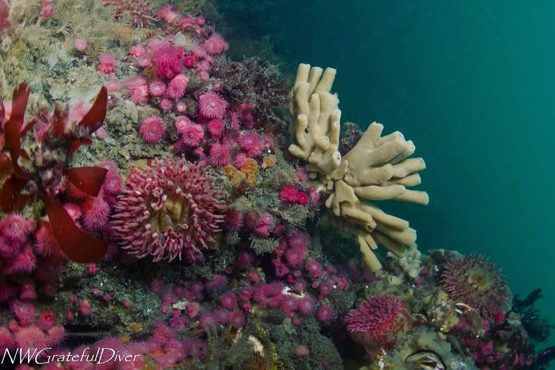 pnwdivepros's tweet photo. "Can you see anything down there?" #PNWtopsiders #wegotcolor ❤❤❤ #comedivewithme #learntodive @PADI #vanwa #swwa #swwashington #portland #pdx #salishsea #emeraldsea #pugetsound #underwaterlife #underwaterphotography #diveadventures #divetheplanet https://t.co/KgVb3uKOG5