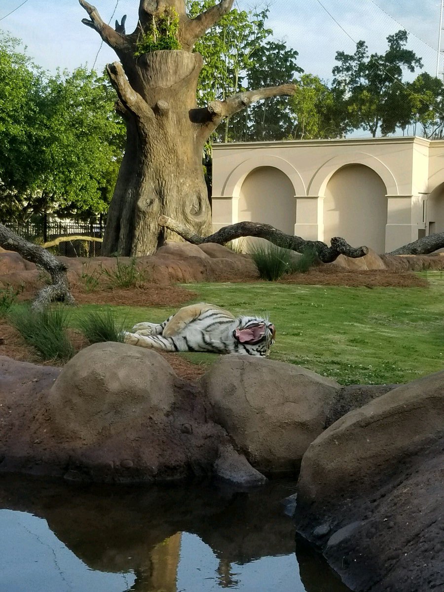 MikeTheTiger's tweet image. Is it Friday yet?