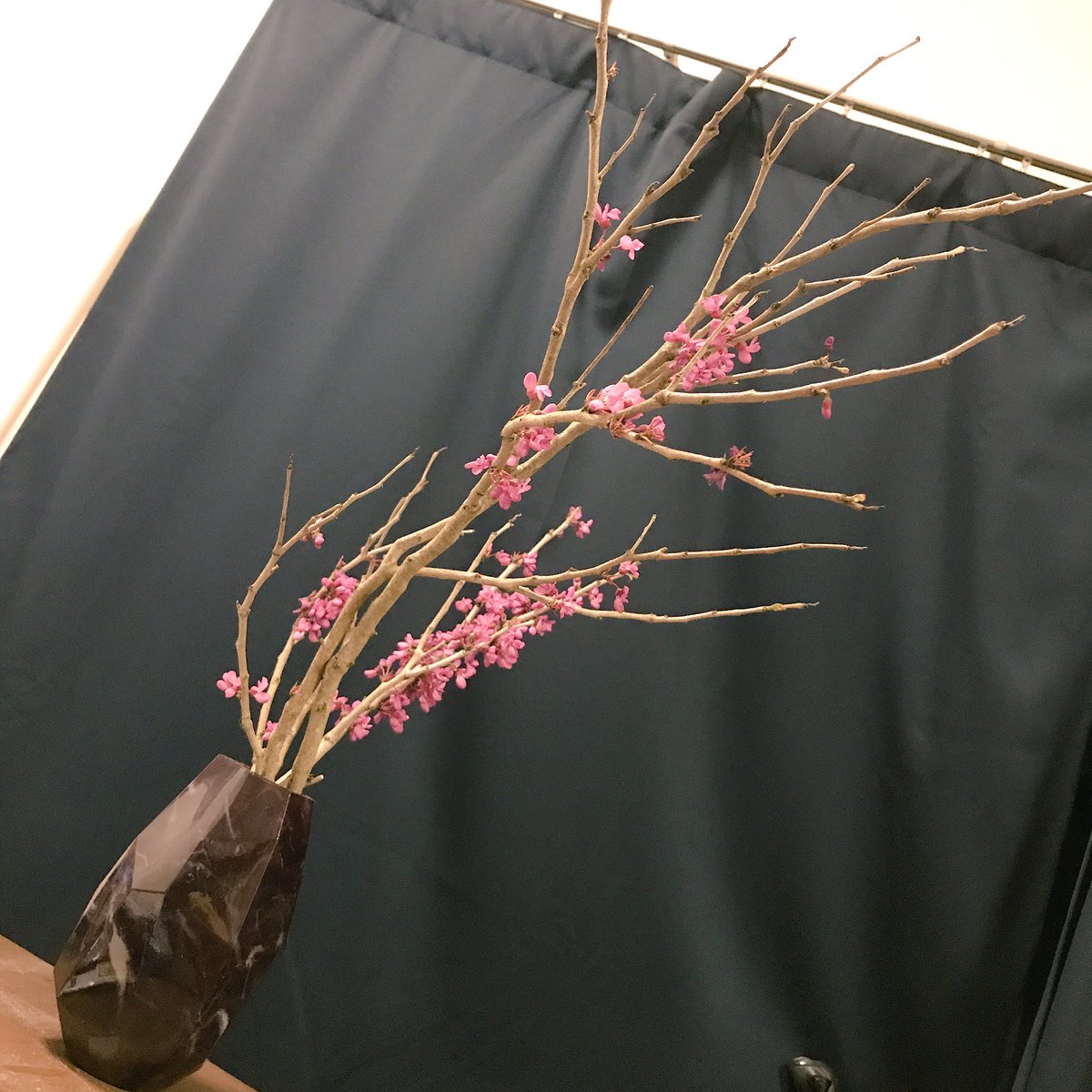 和泉 上質な暮らしblみたいな暮らしに憧れてるので でっかい蘇芳の枝物を買ってみたんだけど うちの花瓶じゃ重さが足りなくて倒れてしまいそうだったので泣く泣く枝をバキバキに折ってなんとか活けた