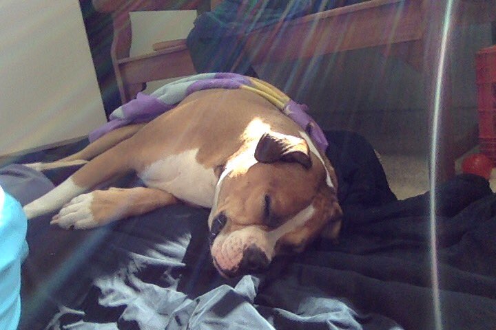 Our Chloe sleeping in the sun #fox5pets #nationalpetday