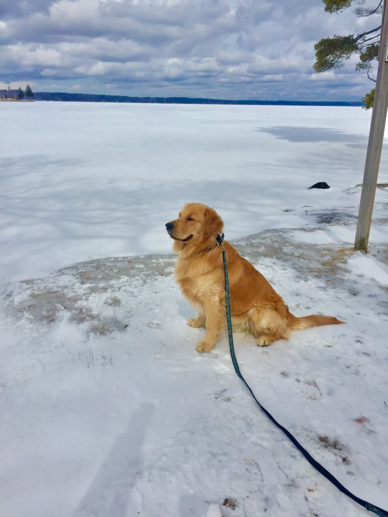 #NationalPetDay <a href="/GoldensRetrieve/">DailyGoldens</a> #GoldenRetriever extra pets today for #Sundance. He can’t wait for the snow to melt to get back into swimming.