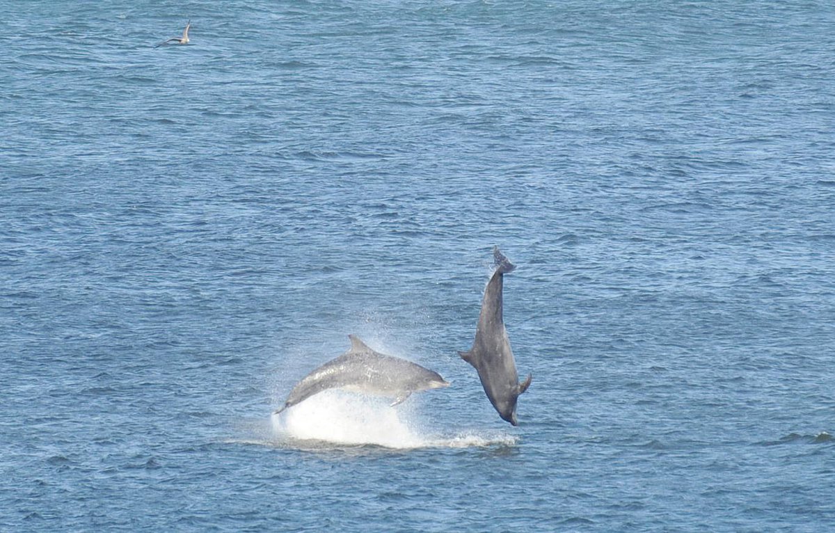 ScotGovMarine's tweet photo. In case you missed it, as part of developing the new Dolphin and Porpoise Conservation Strategy, there's a two day workshop being held in Edinburgh on 19th and 20th April. Do you want to be involved? https://t.co/0ZV1bCLNX6 
@britishports @CreelScff @VisitScotland @VisitScotNews https://t.co/tiZWXvJKm6