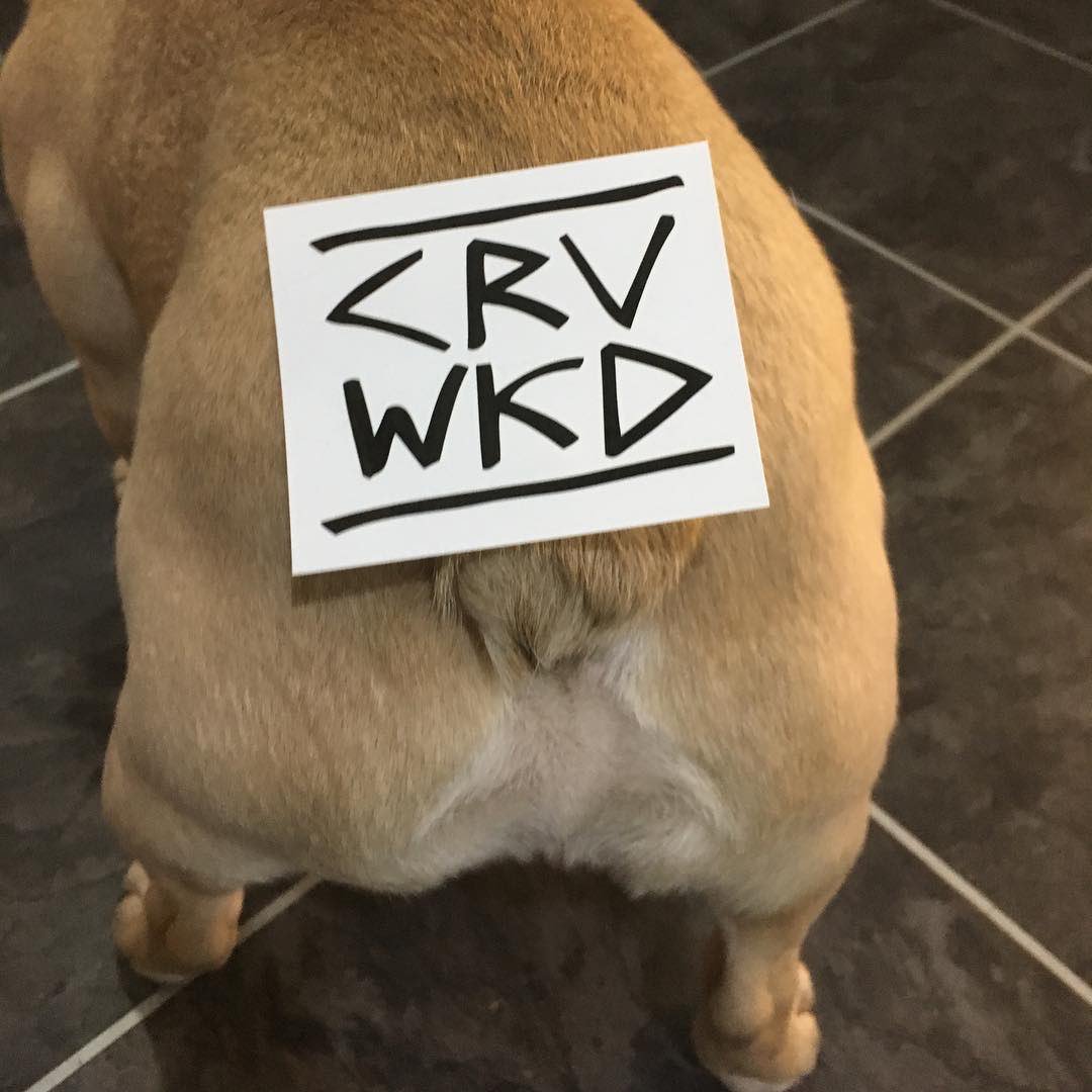 Shiner Skateboards (@shinerdist) on Twitter photo You’ll find a range of <a href="/carvewicked/">Carve wicked</a> product* in all good skatestores across Europe such as <a href="/fstlskate/">Freestyle Skatestore</a>, Newport 🏴 *Dog not included. #CarveOnBrothers #CarveWicked #CRVWKD You’ll find a range of <a href="/carvewicked/">Carve wicked</a> product* in all good skatestores across Europe such as <a href="/fstlskate/">Freestyle Skatestore</a>, Newport 🏴 *Dog not included. #CarveOnBrothers #CarveWicked #CRVWKD