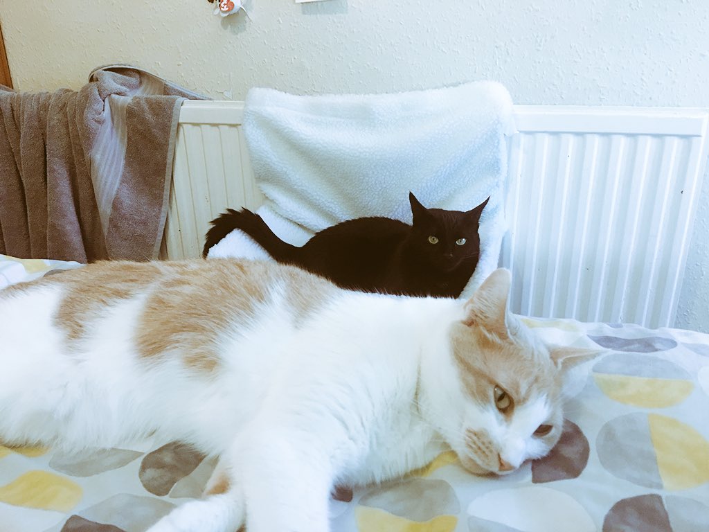 colorsparkly's tweet photo. Happy national pet day to the two boys I love so much for tolerating me. Shout out to Loki for his new morning routine of sitting on my chest so I can’t breathe and i have to wake up and feed him #catmom #mydorks #nationalpetday https://t.co/JxUUHMOCT3