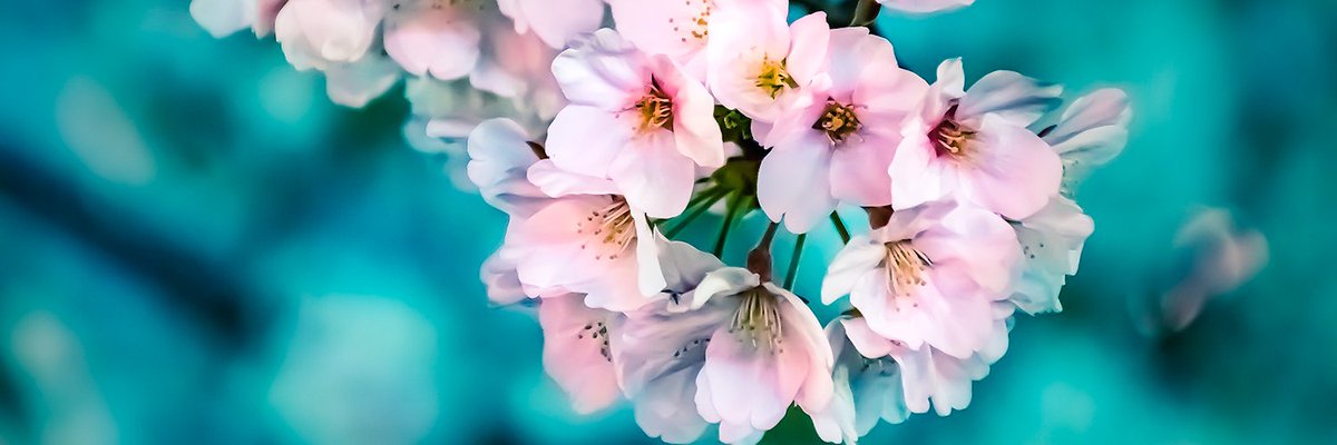hanamirb's tweet image. ANN: Hanami v1.2.0
HTTP/2 Early Hints, Unobtrusive JavaScript (UJS), new error page based on better_errors, CLI hooks, and other features.
🎉Starting from tomorrow, we'll team w/ @rom_rb & @dry_rb to build Hanami 2, ROM 5 and DRY 1 🎉
bit.ly/2INuWP0
#ruby #oss
🌸