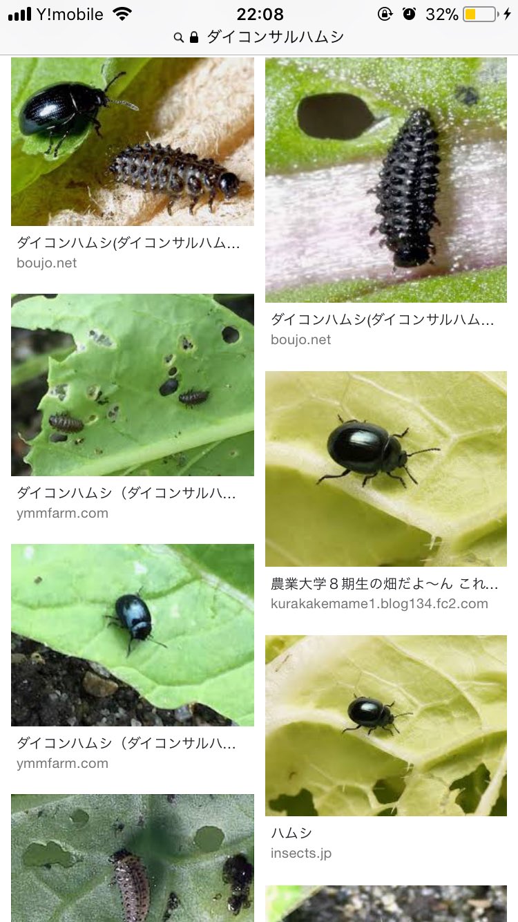 水耕栽培 Nnarble はじめまして 私はその虫の被害に遭ったことがないので詳しくは知りませんが ダイコンハムシの幼虫かもしれません 私も試行錯誤しながらクレソンを水耕栽培している者ですが 何処からか出現したアブラムシに悩まされました 応援し