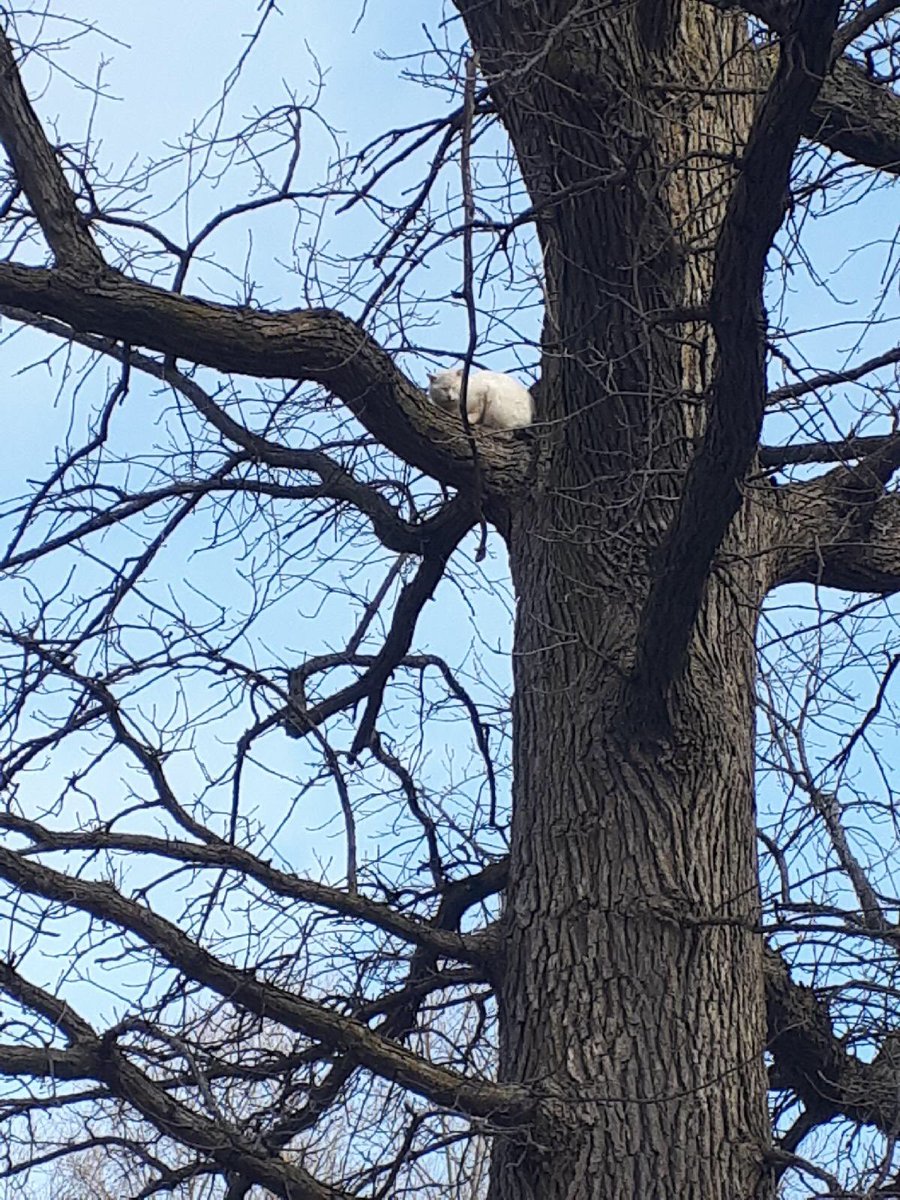OttawaBylaw's tweet photo. Our officers have been called out for a cat stuck in a tree in Connaught Park. 
This one is a team effort! @OttFire has been contacted to help! #ottcity https://t.co/gLN173qja8