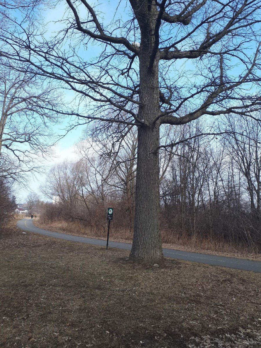 OttawaBylaw's tweet photo. Our officers have been called out for a cat stuck in a tree in Connaught Park. 
This one is a team effort! @OttFire has been contacted to help! #ottcity https://t.co/gLN173qja8