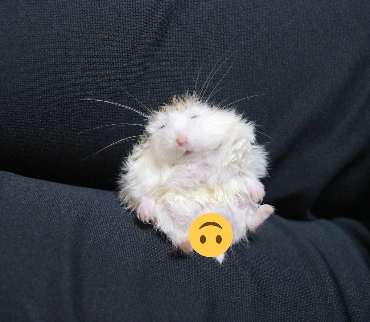 hamhamkuumoko's tweet photo. 飼い主の膝の上でねんね🐹 https://t.co/eRGSKtyY9M