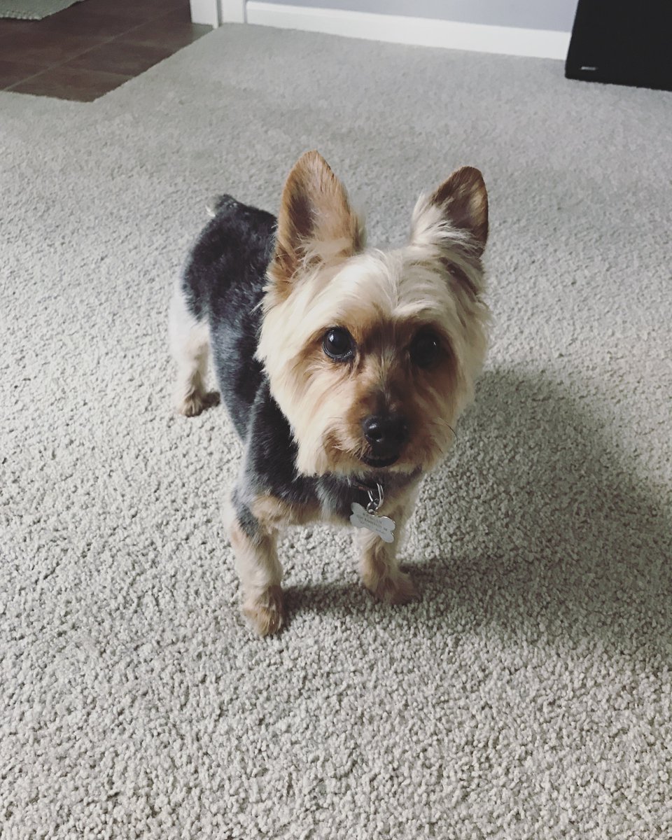 bttopo's tweet photo. #NationalPetDay #Roogs 🐶 https://t.co/9Hmn2nuZns
