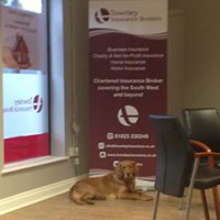 All friendly dogs and owners are welcome at TIB!  Come and meet #MuddyBuddy the office dog or ☎️ 01823 230249 when your #Business #Insurance renewal is due! #NationalPetDay #DogFriendlyOffice #Taunton #Somerset