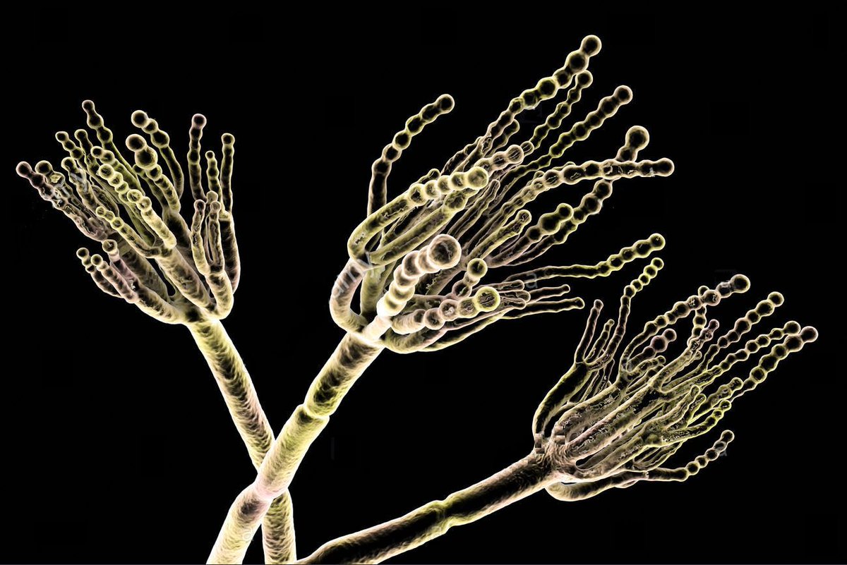 FocusLab18's tweet photo. DID YOU KNOW - The fungi’s conidiophores resemble a paintbrush. Therefore, the Latin word “penicillus,” which means paintbrush, is used to describe the fungi. https://t.co/ml5fc7Y4jF