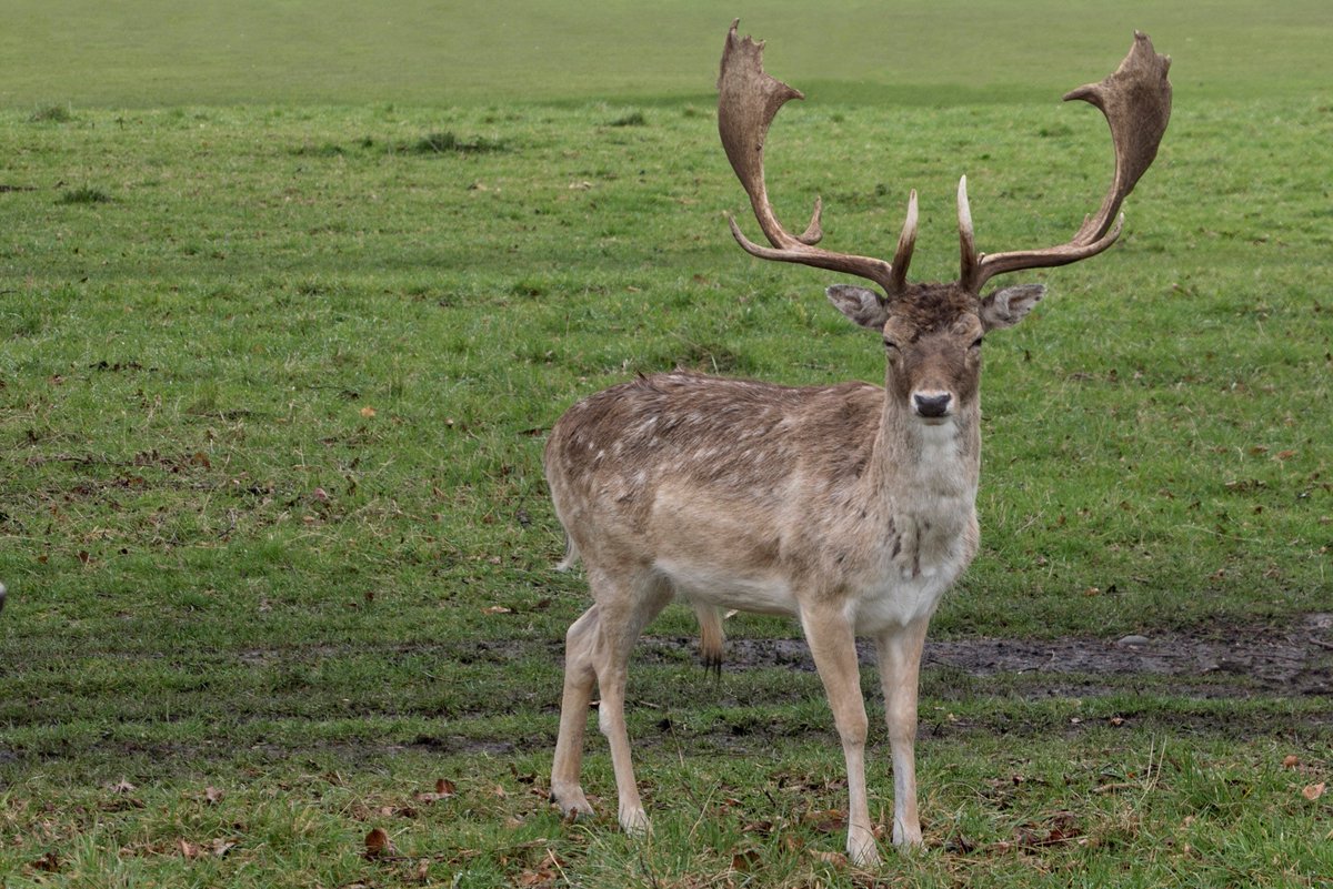 Fallow deer in the Phoenix Park.