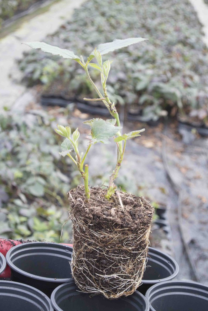 BerryBuddies's tweet photo. #Ouachita has a consistent average berry weight of 6-7g in the UK and a nice sweet brix of 10-11% ... Higher yield than Loch Ness too! Are you ready for the berry season to begin! 😁 #BerryOfTheWeek https://t.co/nNoF4qnBbs
