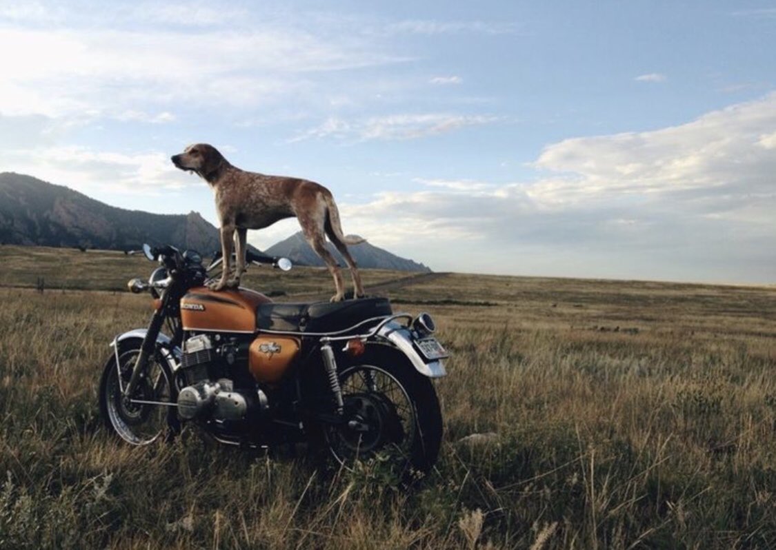 rideguidemobile's tweet image. There’s two things you never mess with a mans bike 🏍 or his🐕 #NationalPetDay #RideGuide #RideG #RideGuideMobileApp #RideGuideMediaLLC #Motorcycle #MotorcycleApp #KeepingYouConnectedToTheOpenRoad #TwitterForBusiness #followus #followforfollow