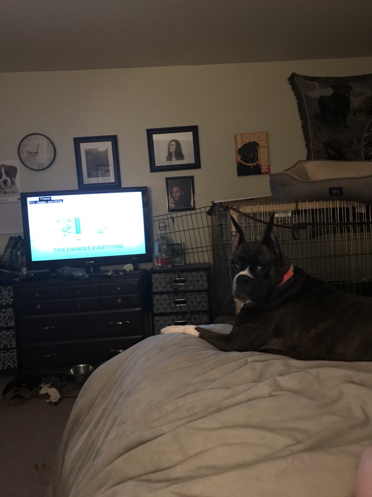 itsprinceloki's tweet photo. @KING5Seattle Puppy Jewels the boxer... #king5imup #NationalPetDay https://t.co/lBoRxEMVRG