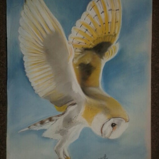 Terrimum's tweet photo. Barn owl drawn in soft pastels https://t.co/jXmKzgUNAW
