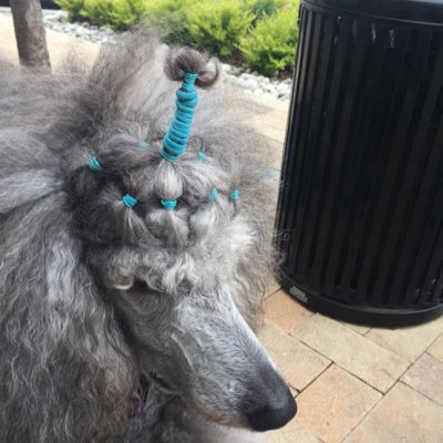 PoodleLannister's tweet photo. #NewProfilePic https://t.co/JO8wTBBwLf