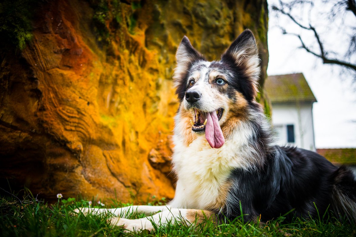 two2teps__'s tweet photo. Outdoor Shooting w/ SKY 
#classixz #photography #dog https://t.co/zBB89eh2dt