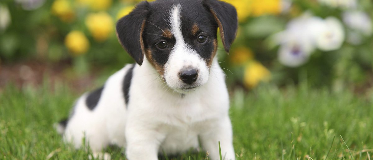 How to Toilet Train Your Puppy in 3 Days!
Some top tips - vetbabble.com/dogs/getting-s…
#doggo #Kilkenny