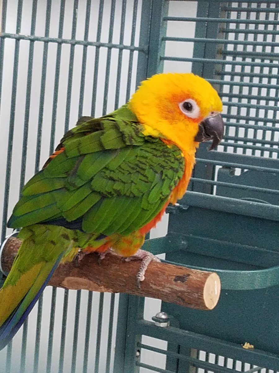 CPRHparrots's tweet photo. Do you have a parrot who's your best friend? Please share their photo here or please consider adopting. #NationalPetDay #AdoptDontShop #Charlotte https://t.co/ZdXQ8srGKM