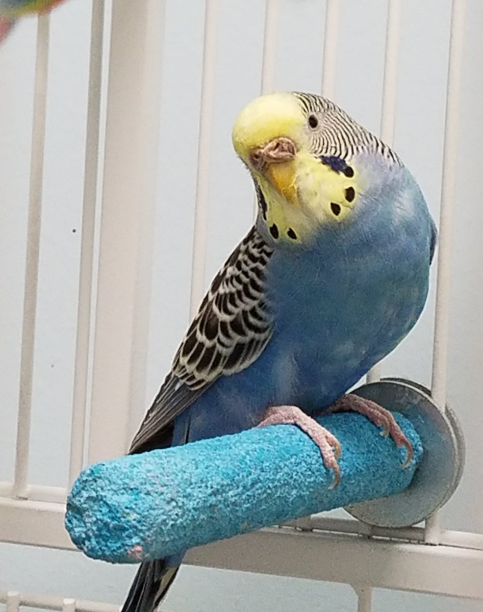 CPRHparrots's tweet photo. Do you have a parrot who's your best friend? Please share their photo here or please consider adopting. #NationalPetDay #AdoptDontShop #Charlotte https://t.co/ZdXQ8srGKM
