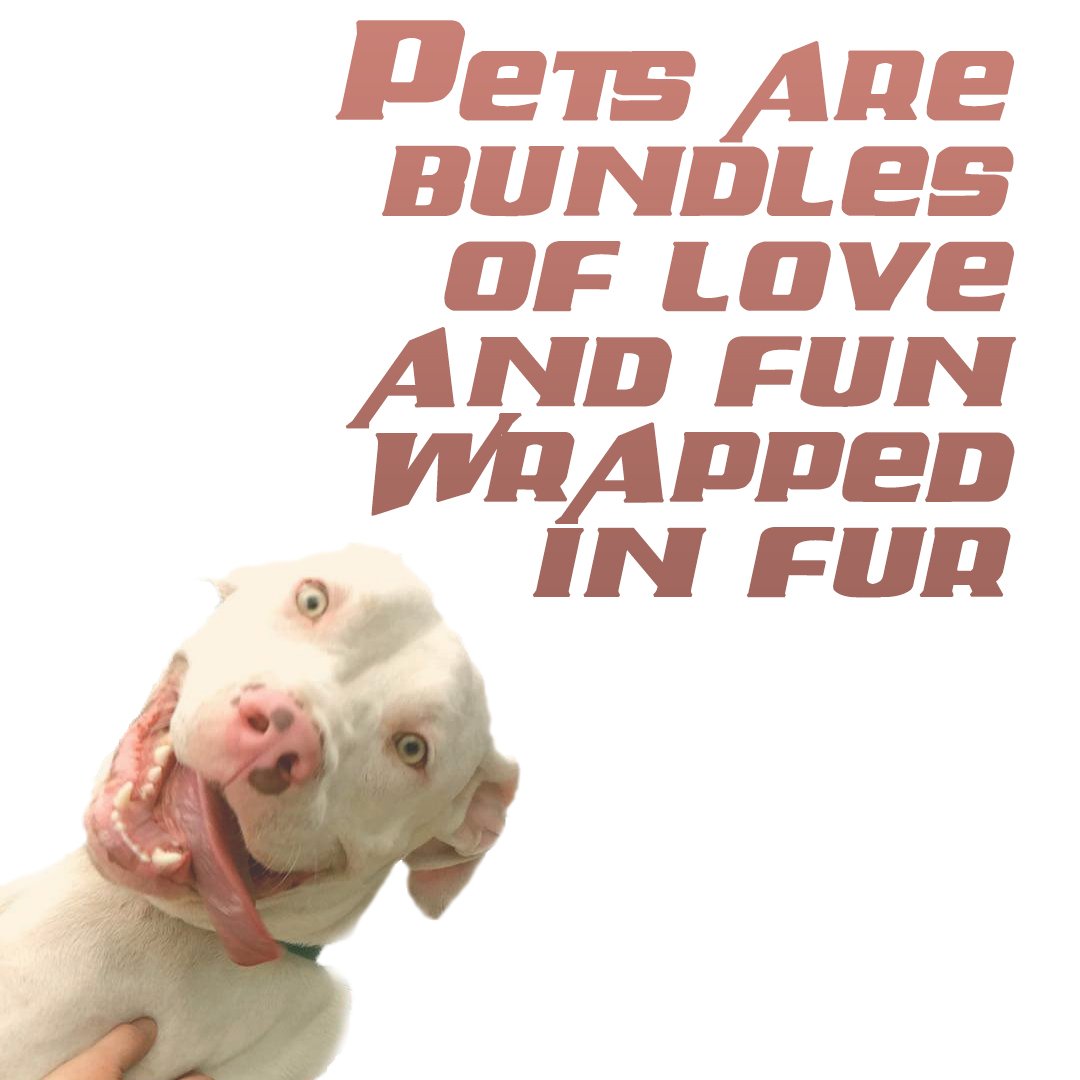 GFDaysinn's tweet image. Happy National Pet Day! We hope you're all so excited that if you had tails, they'd be wagging like a flag on a windy day!