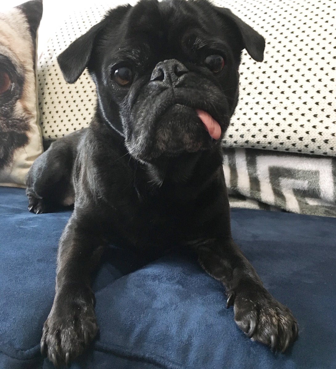 It’s #NationalPetDay 
So in exchange for the love❤️ pug kisses😘 allowing you to share the couch 🛋️with me, letting you take me on car 🚗 rides to buy new toys, informing you the exact time meals 🥘are to be served, I put my paws up and wait for you to serve &amp; pamper me today