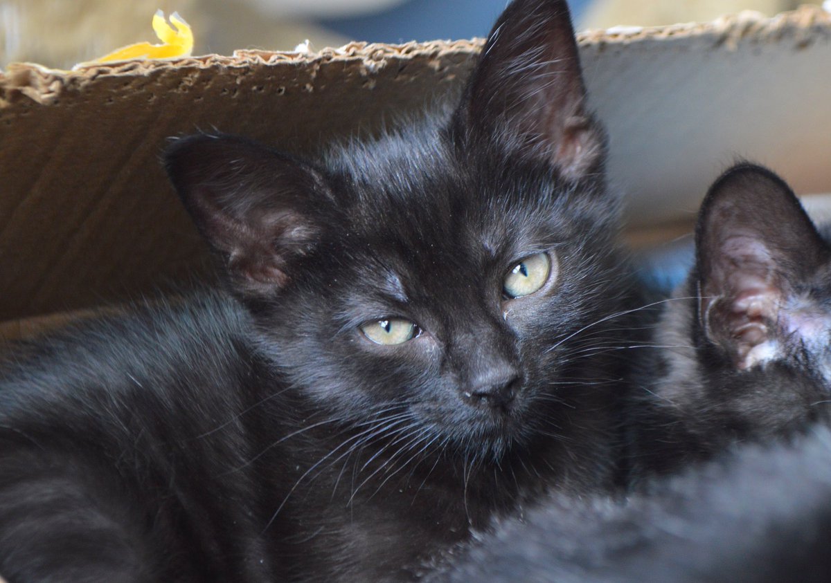 wcfosters's tweet photo. I have not met a single kitten that didn’t like to cozy up the puppy pad box. What makes puppy pads more comfortable than a bed?? #ifonlyIcouldreadtheirminds 
#kitten #blackkitten #blackcat #panther#cute #adorable #catsofinstagram #fosteringsaveslives #fosterkitten #adoptdontshop https://t.co/zKMWSuzvGL