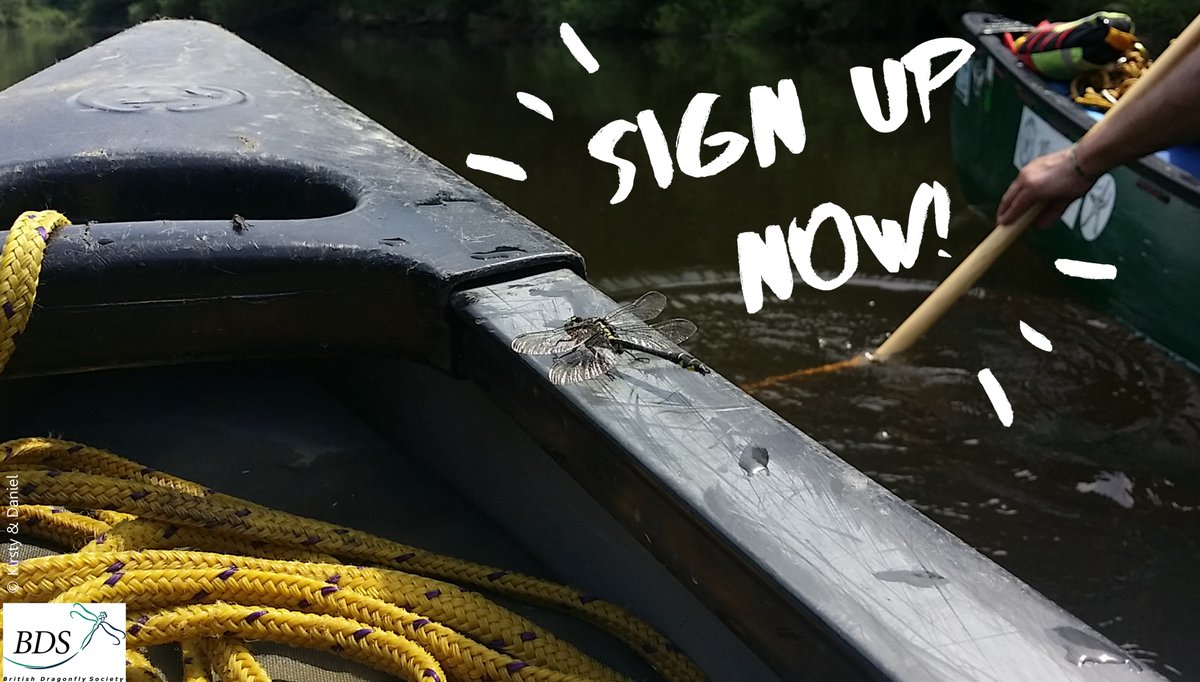 BDSdragonflies's tweet photo. Want to get more from your #canoe & #kayak trips? Why not take part in #ClubtailCount 2018 & look out for this stunning #dragonfly while out on the #river! No survey experience required, more info: https://t.co/h7yAZdLRhC @CanoeWales @BritishCanoeing @WyeCanoes #DofE #getoutdoors https://t.co/A9RPN7Y9Oz
