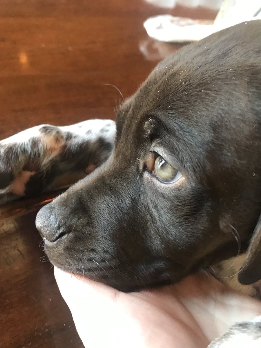 AlexisBardonner's tweet photo. Sleepy pup 🐾♥️ #SirRemington #GermanShortHairedPointer https://t.co/JSrlHMbn11