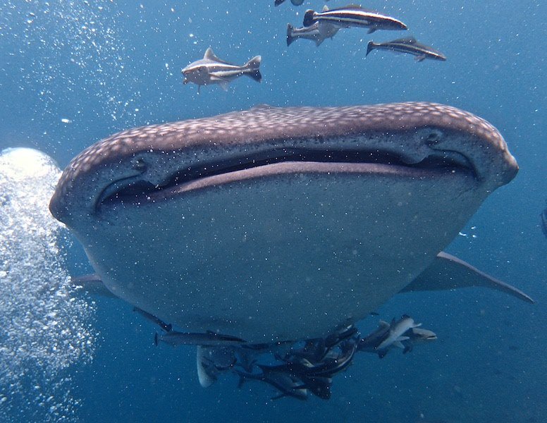AndyScubaDiving's tweet photo. So this happened today.. They must know it's #WhalesharkWednesday !!🐋🐋❤️❤️❤️😍😍🤙#scubadiving #phuket https://t.co/aer0wdWBIW