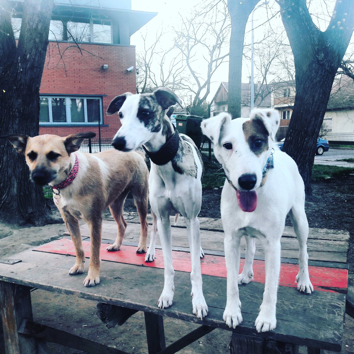 Edicsi's tweet image. Pajtik #friends #girls #doglife #welovewalkingdog #együttmindenhova