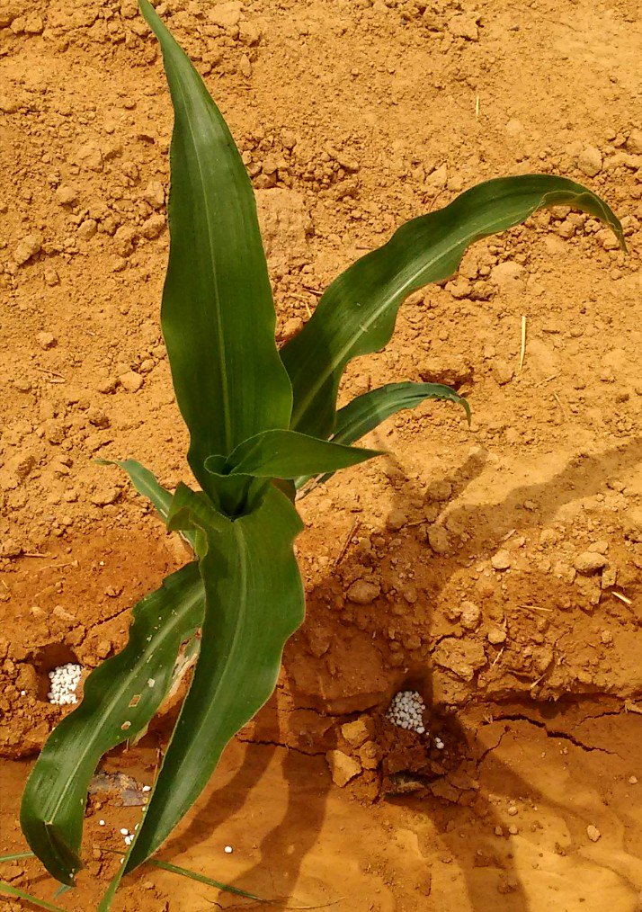 NUNEZML's tweet photo. Una etapa crucial en el cultivo del #Maíz 🌽 ~> La Fertilización 👨🏻‍🌾 https://t.co/ajXsFpT1Hd