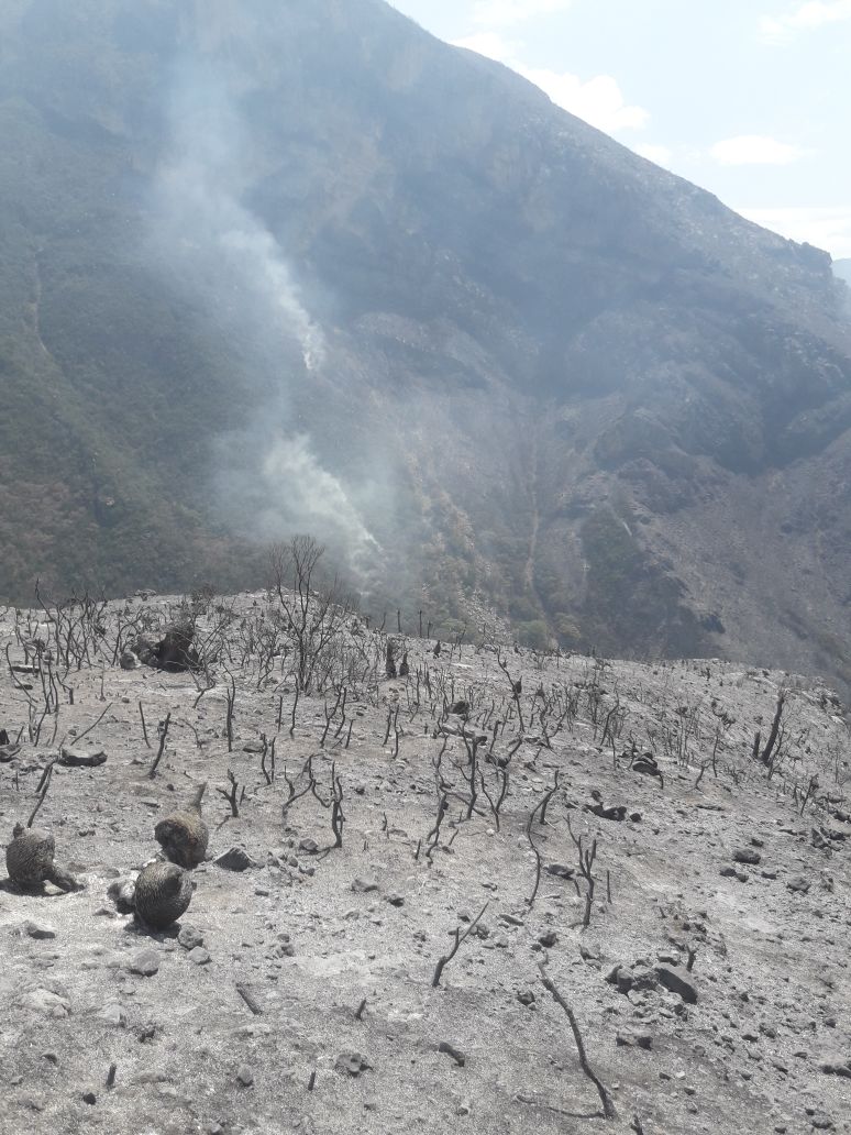 TelediarioCoah's tweet photo. Así luce una parte del área afectada en la #SierraDeZapaliname #Saltillo https://t.co/tYJVoFFE2H