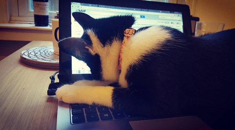 thatPRGrace's tweet photo. .@MVFGlobal I see your office dogs and I raise you a working from home cat, chief mischief maker and digital marcater Chipstick Catbells, seen here taking a well earned screen break #NationalPetDay #flexibleworking #marcating https://t.co/aSFw1qCEbm