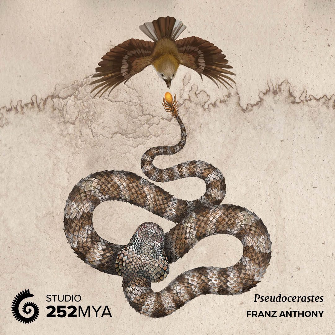 Studio 252MYA on X: Pseudocerastes // @franzanth As it lies in wait, the  Iranian spider-tailed horned viper moves the complex structure on its tail  like a spider. When a bird — usually