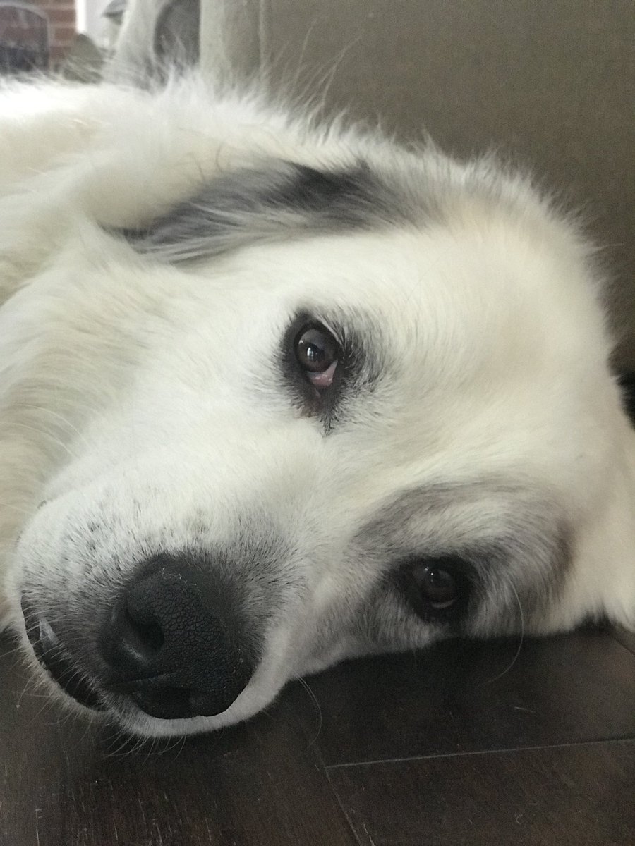 This boy is everything #NationalPetDay #greatpyrenees