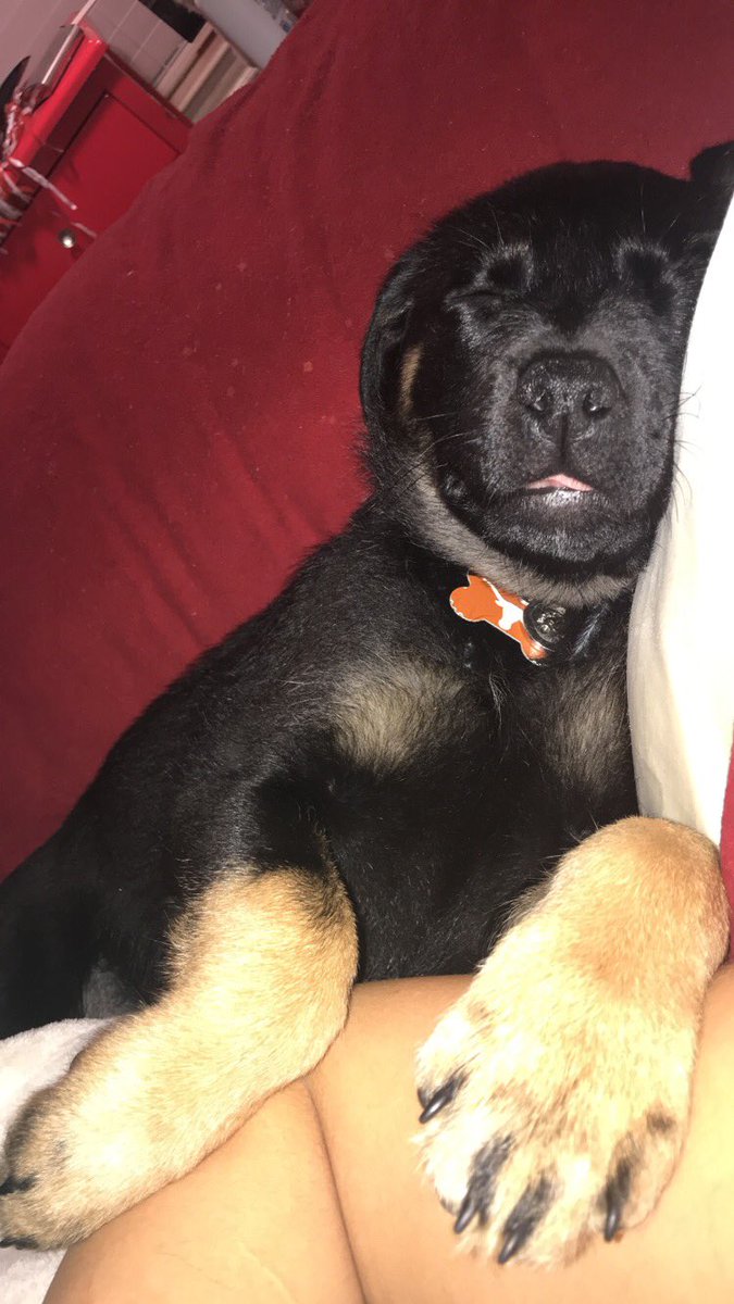 im_gumpin's tweet photo. @UTAustin @TheAlcalde #TexasPets https://t.co/nox8jkkjSG