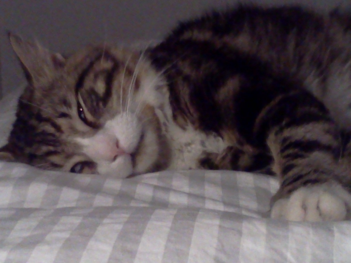 Why napping is this cat's favorite #lifehack. 😴😴😴
weleet.me/blogs/atticus-…