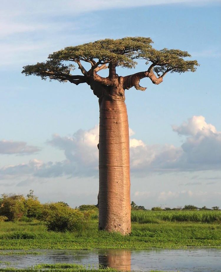 Bcurran9's tweet photo. This Tree Fucks https://t.co/vlTaG5RdVp