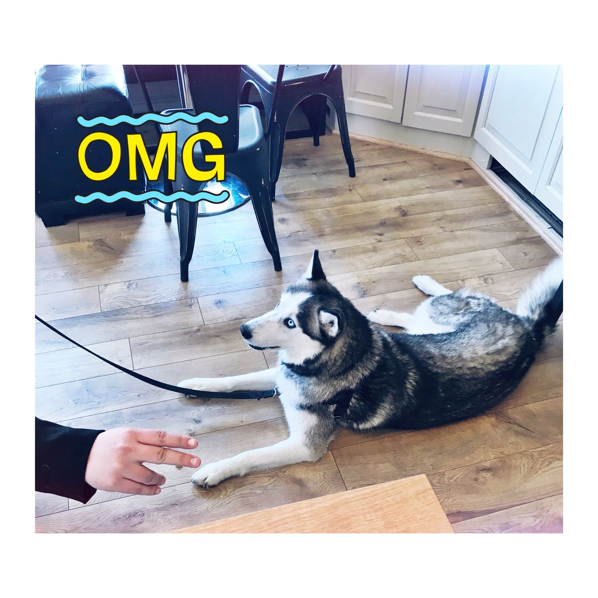 We got a visit from our dear friend Avalanche this morning. Don’t worry, he’s a regular 👍🏻😉❤️☕️

•
•
•

#espresso #espressoair #puppy #coffee #dogfriendly #coffeeshop #local #wednesdayvibes #westervilleohio #uptownwesterville #love #lavazza