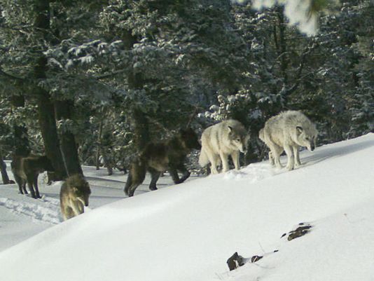 hrayhorn's tweet photo. Oregon authorizes killing two wolves out of a pack that includes a pregnant female following attacks on livestock. https://t.co/9Eal3HPTe3 https://t.co/lOThecb4Yq