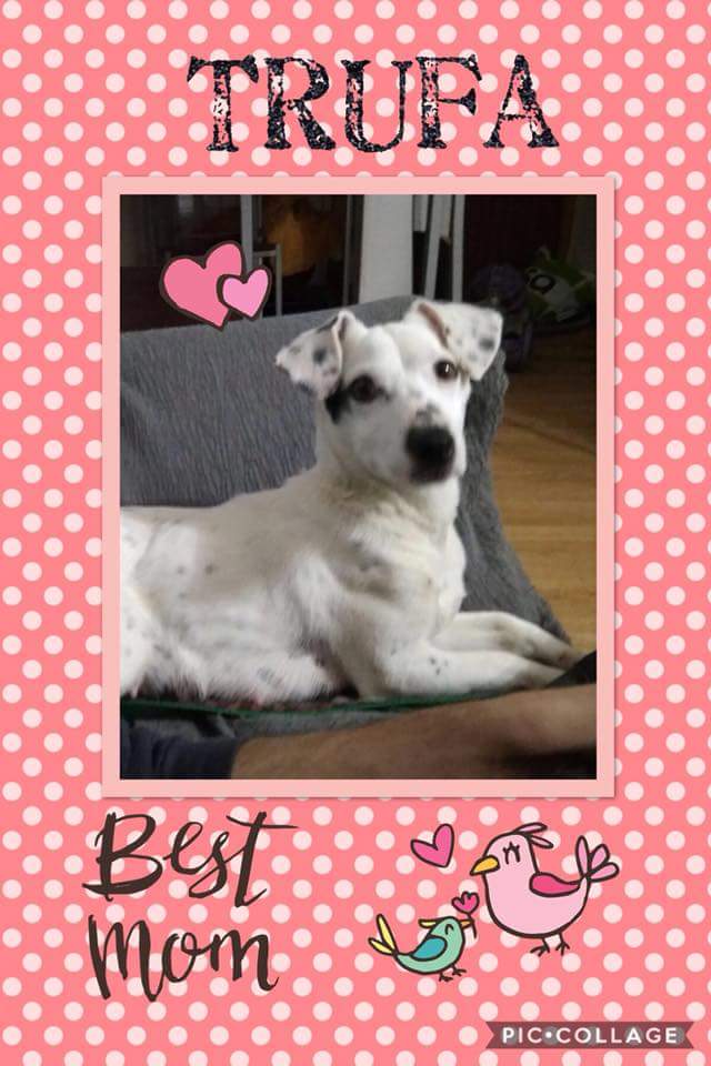 Trufa es la mamá de Pipo y dió a luz a 4 trufitos preciosos de los cuales 3 ya están reservados y solo quedan ellos dos 🐕 serás tú la personita que les dé un hogar?? Adopciones o información por aquí o llamando al 615 96 45 86