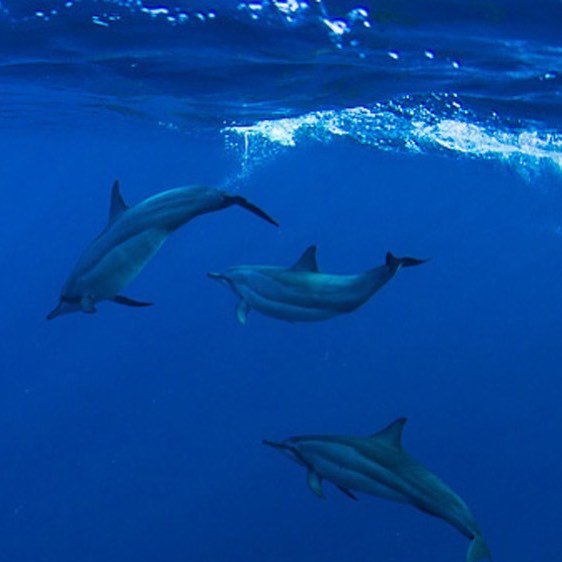 One of the best things about diving in Maldives. 🐬🐬🐬 | 📷: carpediemmaldives| #VisitMaldives #SunnySideofLife #carpediemmaldives #seizethedive #scubadiving #divedestination