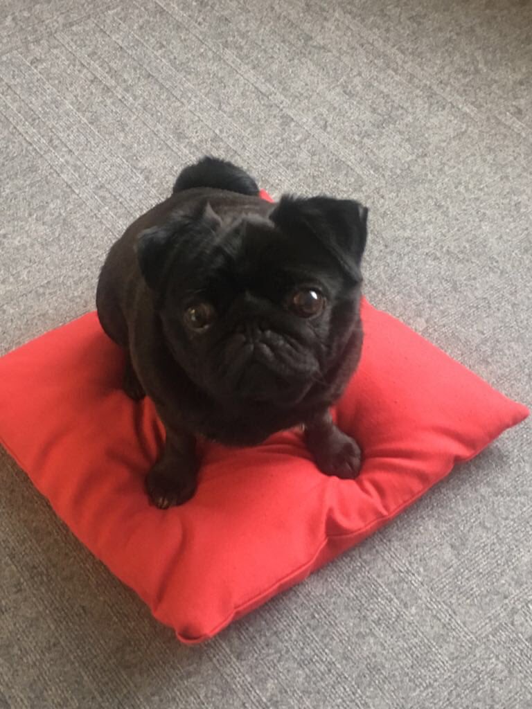 Call us today and speak to our latest client services adviser #Gatsby .

He gets 13/10 from us...