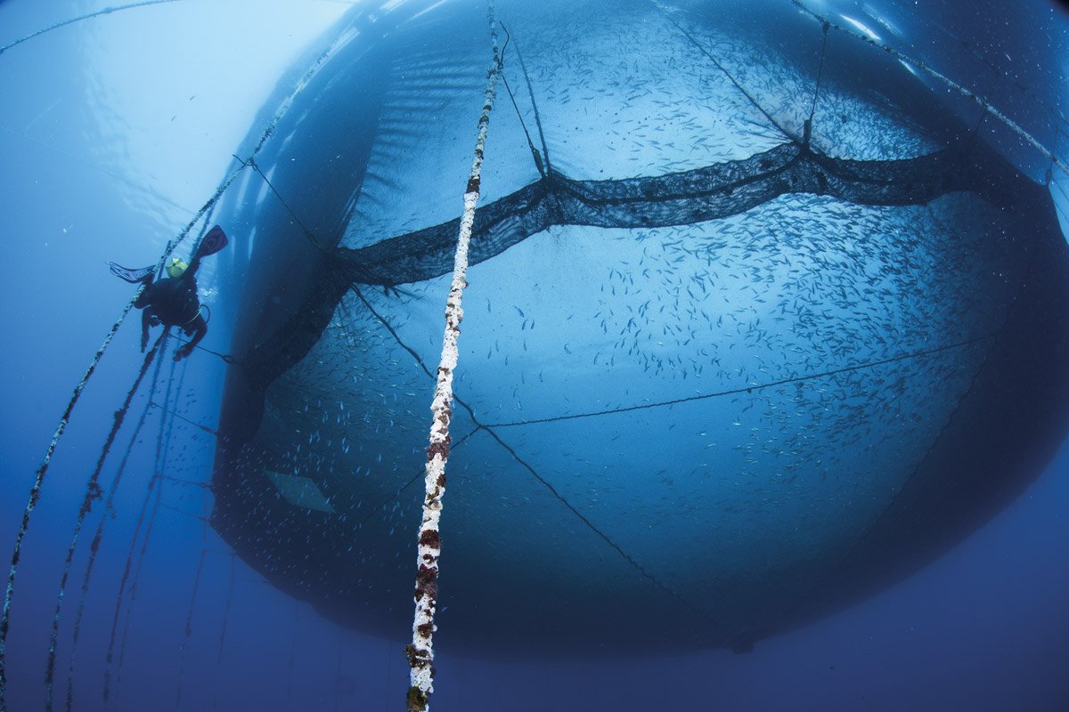 GeographicalMag's tweet photo. Aquaculture accounts for just over half of the world’s seafood and is now the fastest growing sector of food production https://t.co/yNQA7bEFS0 https://t.co/heAdibbapE