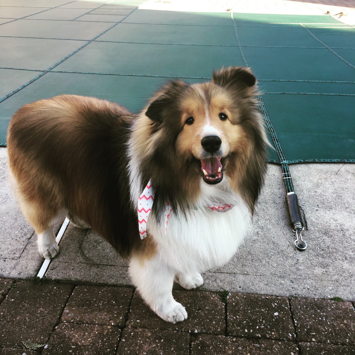 MPFasteners's tweet image. As NJ weather slowly starts to heat up- can't help but count down to pool opening and #deckseason.  My loyal four-legged pal Rudy can't wait for the outdoor fun to begin.  #nationalpetsday