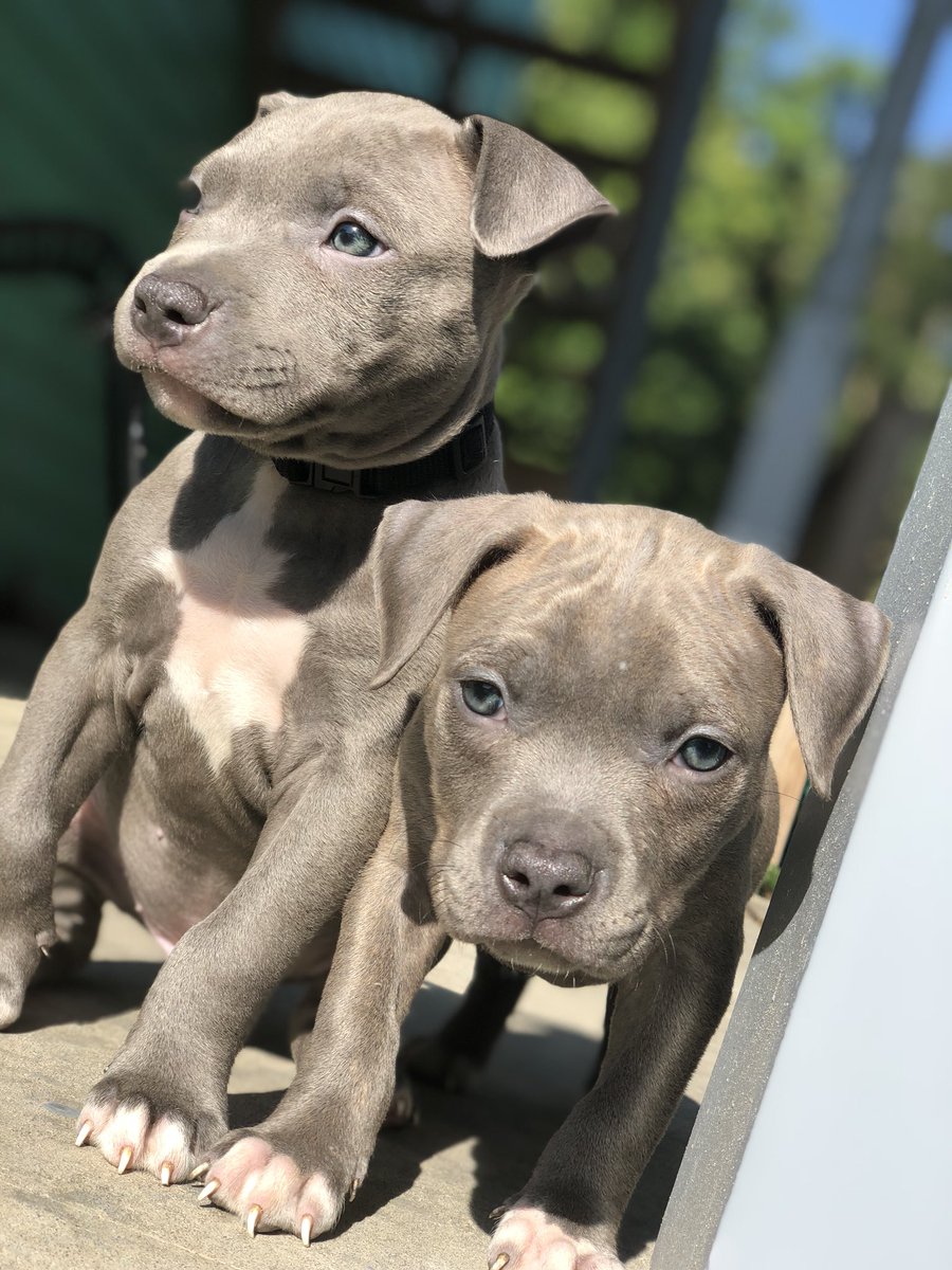kid_fitch's tweet photo. Meet My Sons, Kodi &amp; Smoke 🐶🐶🐶 https://t.co/51784bwEya