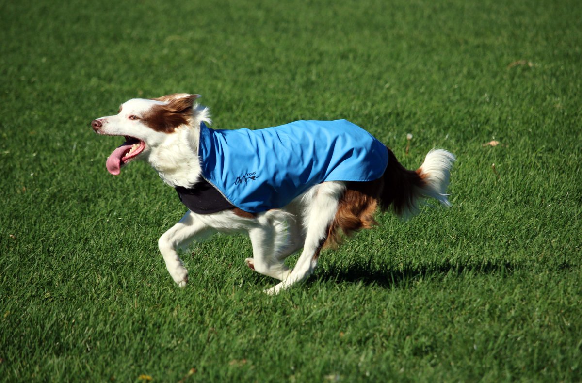 Our furry friends are happy to be outside in any weather - rain or shine! The Chilly Dogs Rain Slicker is perfect for helping any sized dog stay warm and dry this season! Thanks, Paula Osborn for the beautiful picture!